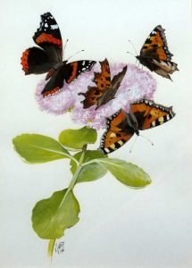 Common Tortoiseshell butterflies, Ken Wood