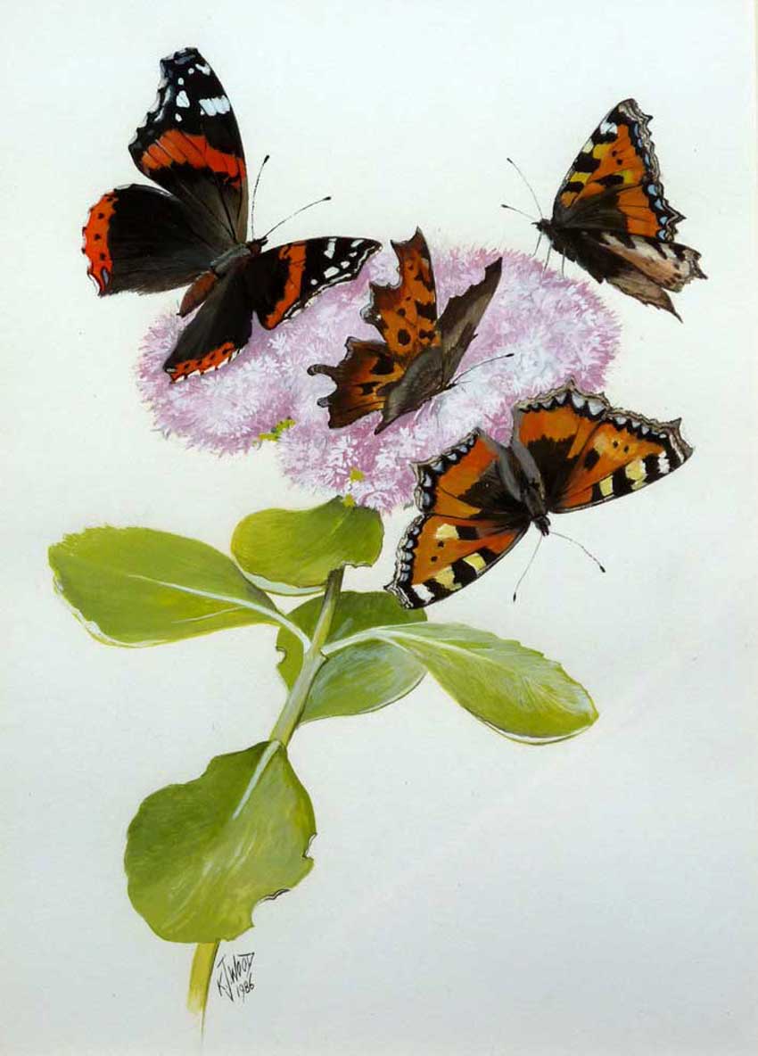 Common Tortoiseshell butterflies, Ken Wood