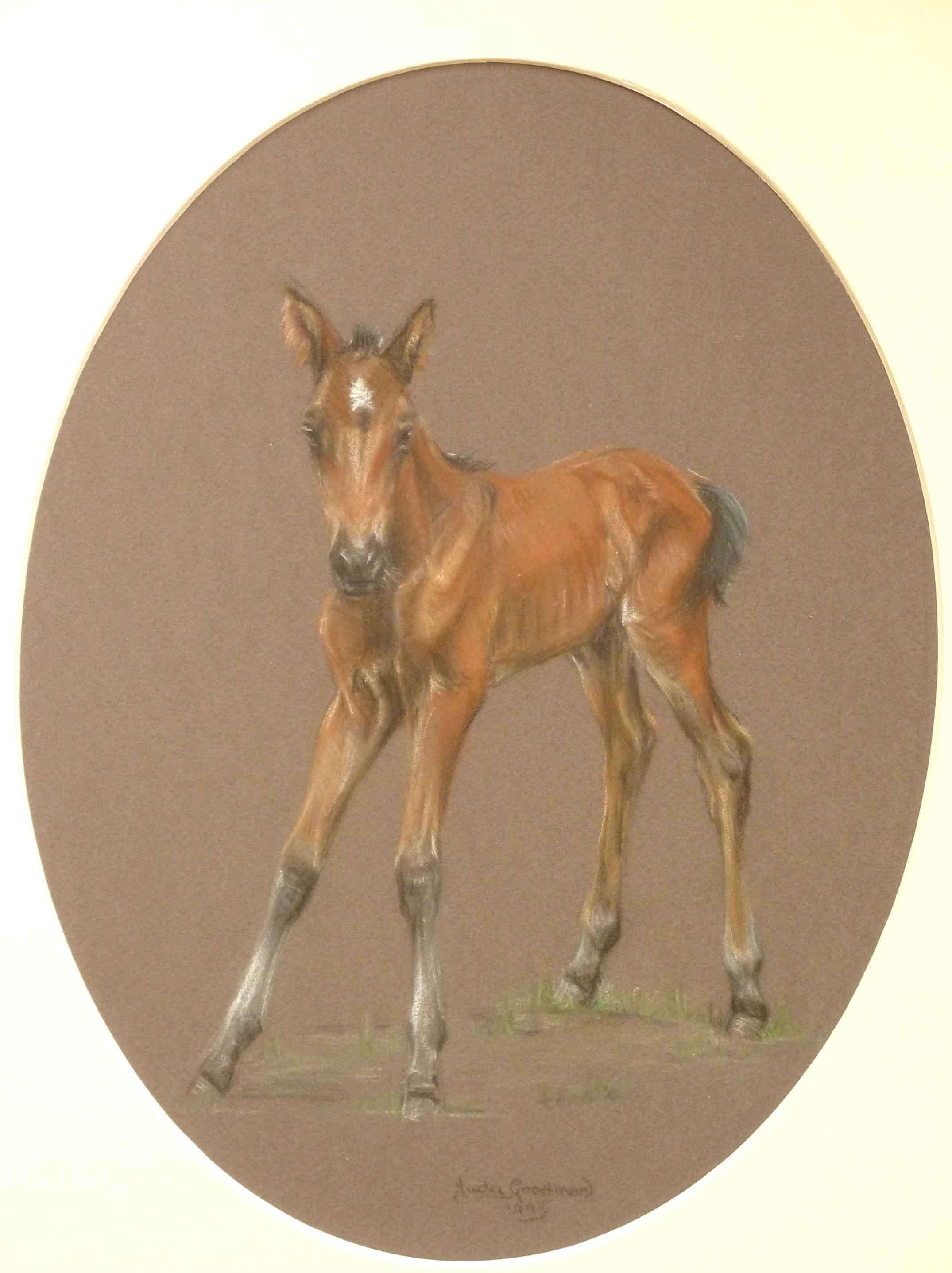 Judy Goodman, Bay Foal, horse