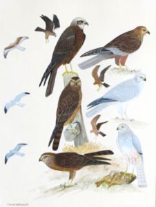 MW-Woodcock-birds-of-prey-illustration