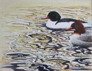 Goosander watercolour wildlife painting