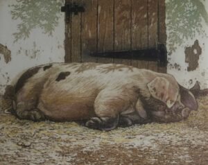 Pig print etching by Mark Spain