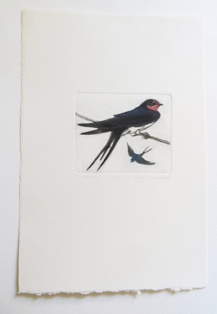 Hand engraved swallow bird art print by Valerie Christmas