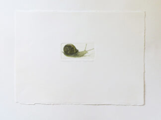 Snail etching by Valerie Christmas