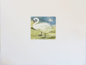 Etching of Swans by L. Valerie Christmas