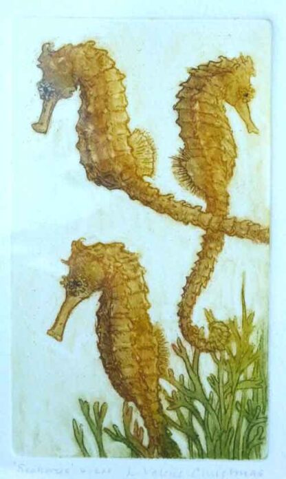 Seahorses Etching by Valerie Christmas