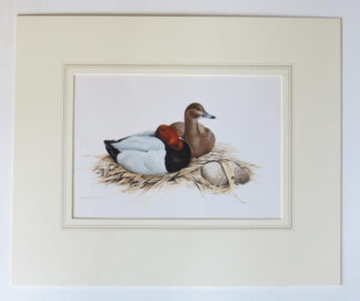 Painting of two Pochard ducks, wild British diving ducks, by contemporary British bird and wildlife artist, Terence Lambert.