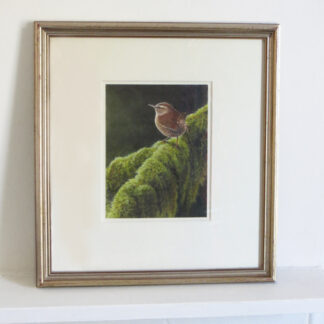 Painting of a Wren bird by Andrew Hutchinson