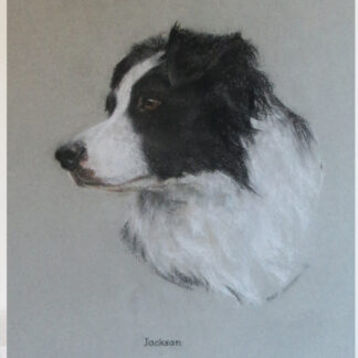 Border Collie pastel painting by Mary Browning